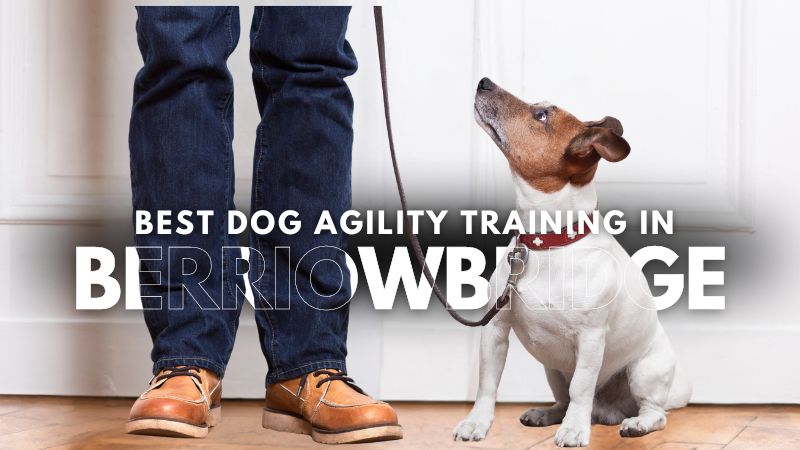 Best Dog Agility Training in Berriowbridge