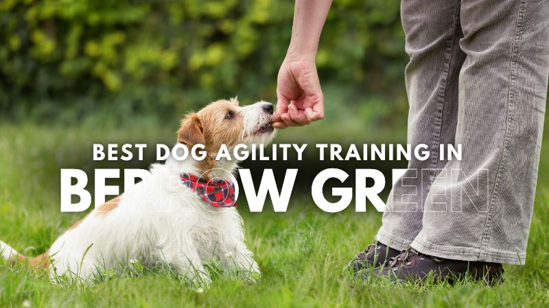 Best Dog Agility Training in Berrow Green