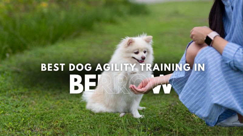 Best Dog Agility Training in Berrow