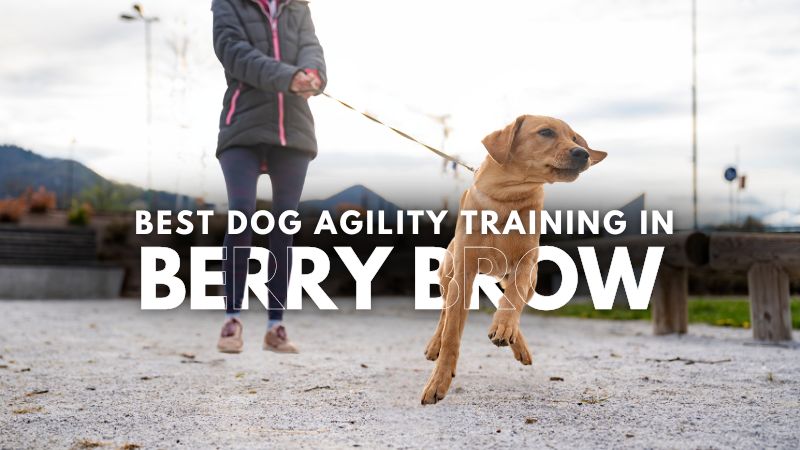 Best Dog Agility Training in Berry Brow