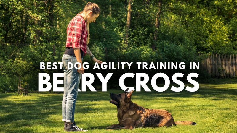 Best Dog Agility Training in Berry Cross