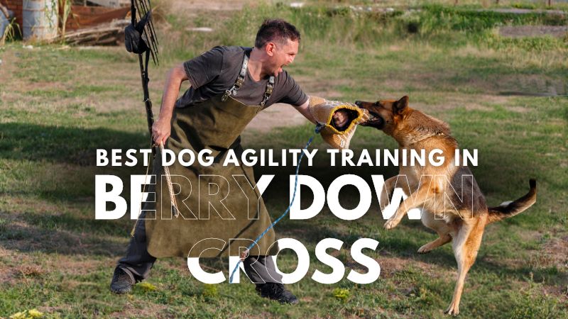 Best Dog Agility Training in Berry Down Cross