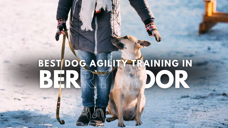 Best Dog Agility Training in Berry Moor