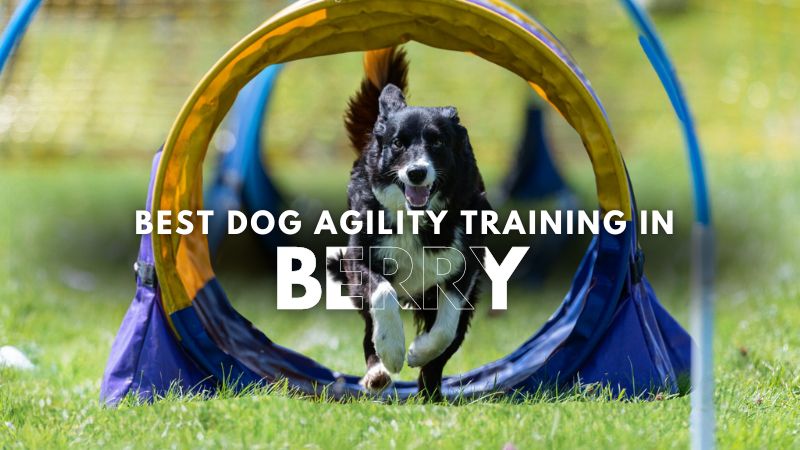 Best Dog Agility Training in Berry