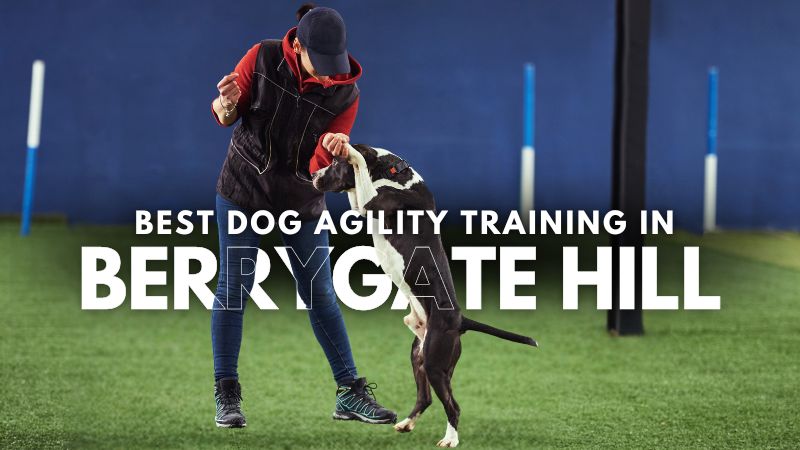 Best Dog Agility Training in Berrygate Hill