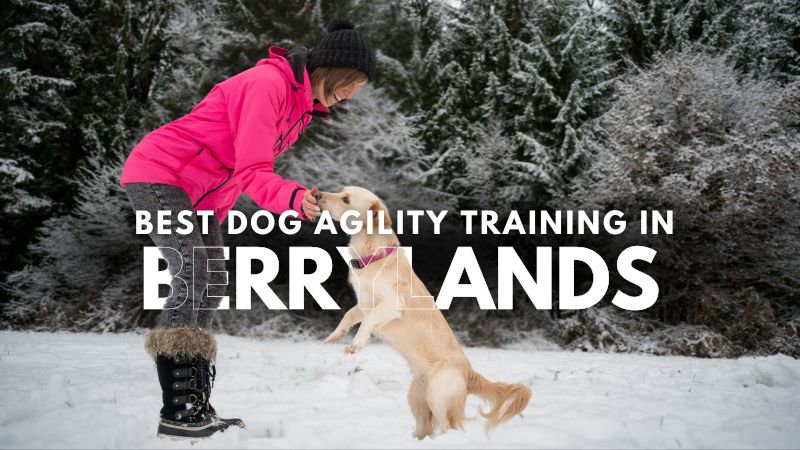 Best Dog Agility Training in Berrylands