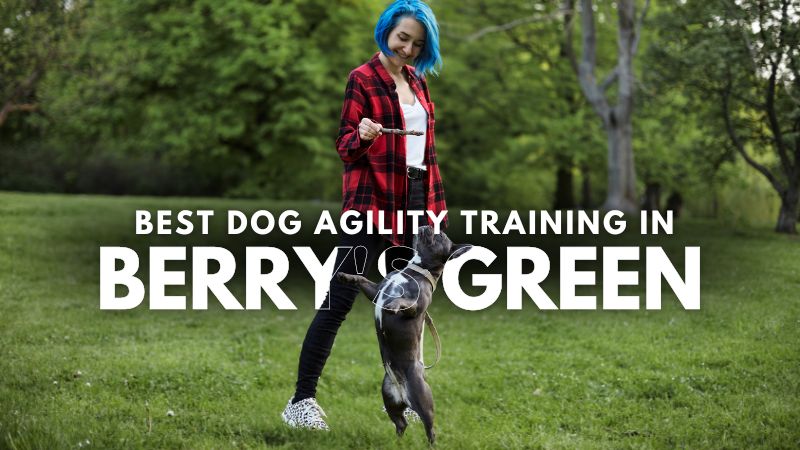 Best Dog Agility Training in Berry's Green