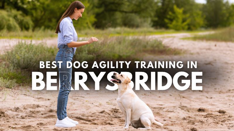 Best Dog Agility Training in Berrysbridge