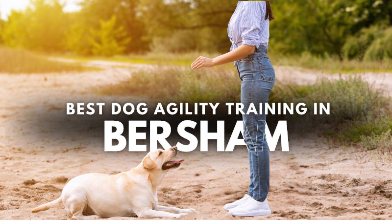 Best Dog Agility Training in Bersham