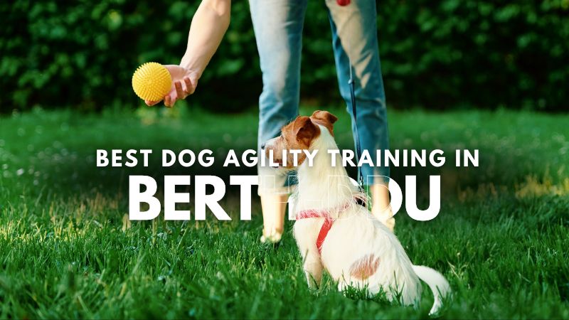Best Dog Agility Training in Berth-ddu
