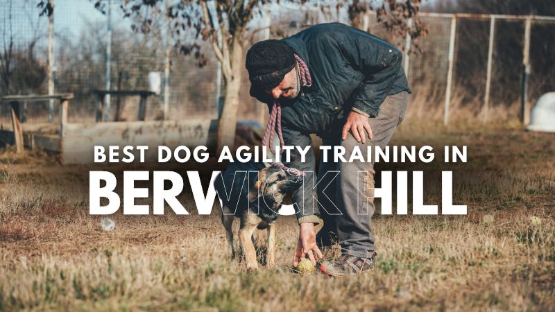 Best Dog Agility Training in Berwick Hill