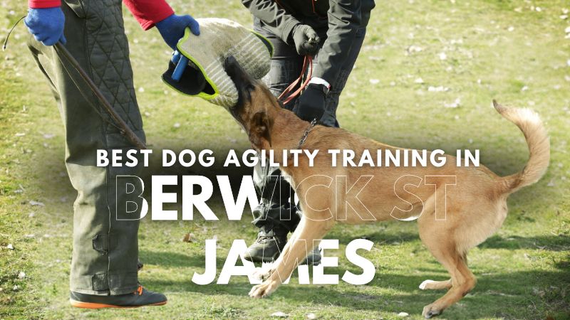 Best Dog Agility Training in Berwick St James