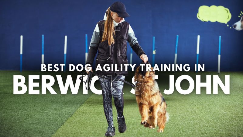 Best Dog Agility Training in Berwick St John
