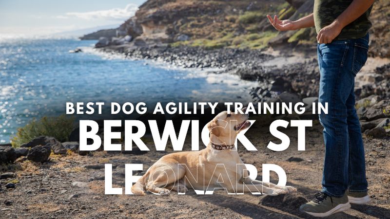 Best Dog Agility Training in Berwick St Leonard