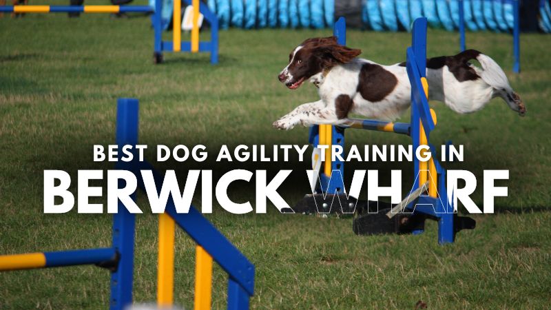 Best Dog Agility Training in Berwick Wharf