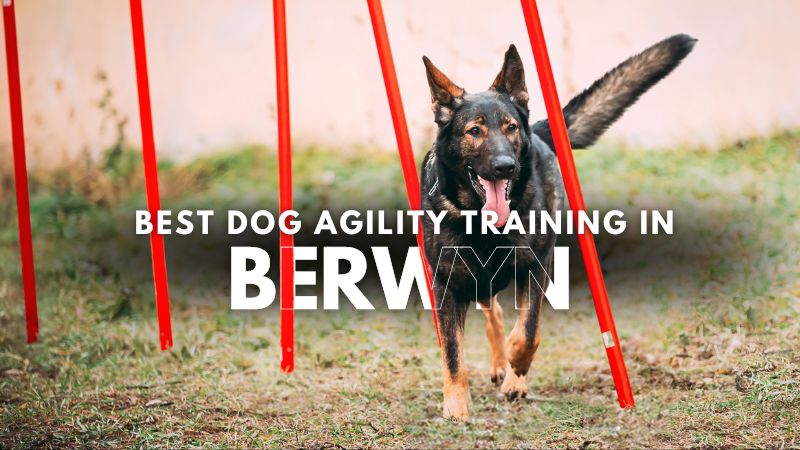 Best Dog Agility Training in Berwyn
