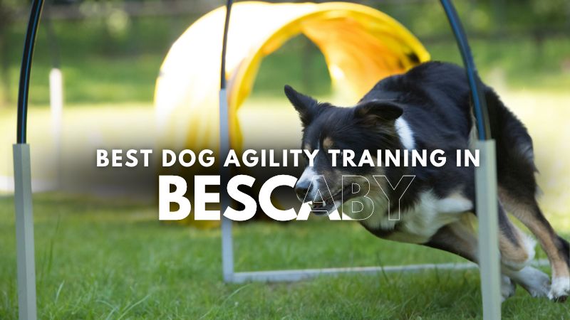 Best Dog Agility Training in Bescaby