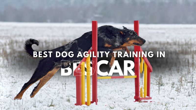 Best Dog Agility Training in Bescar
