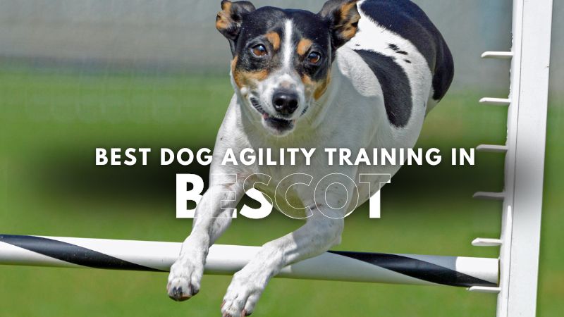 Best Dog Agility Training in Bescot