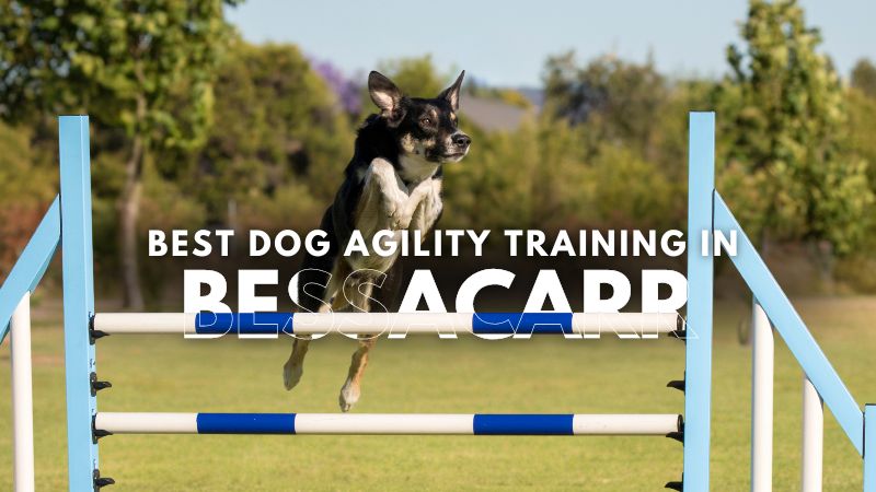 Best Dog Agility Training in Bessacarr