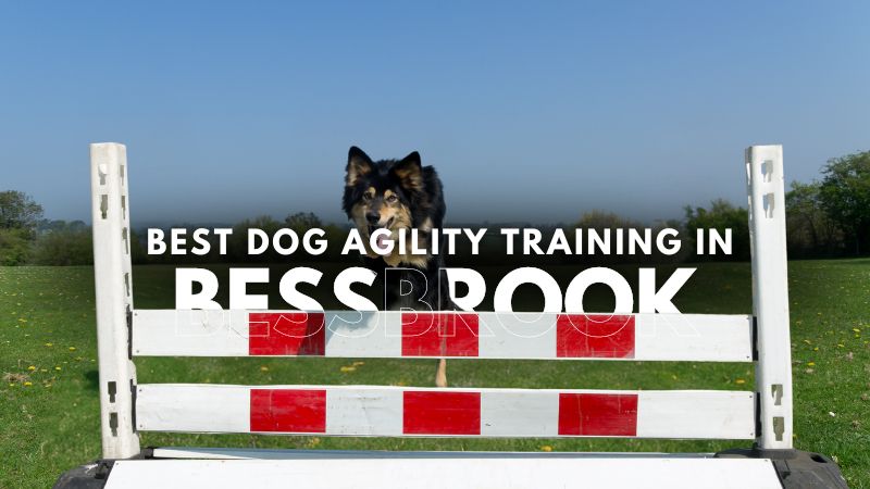 Best Dog Agility Training in Bessbrook
