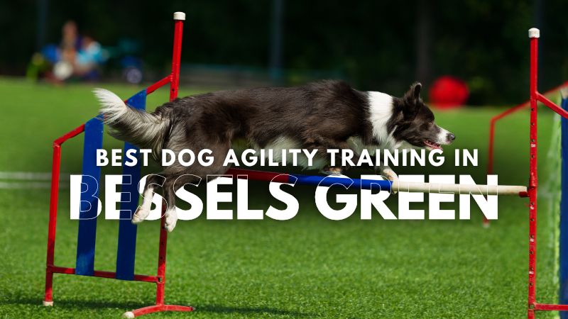 Best Dog Agility Training in Bessels Green