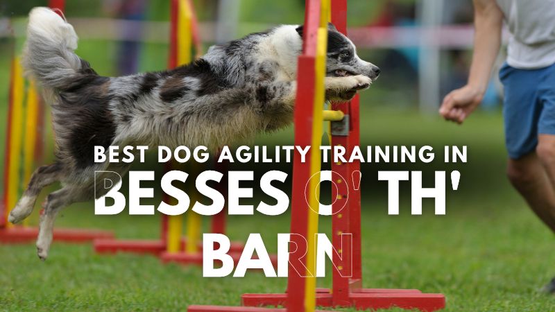 Best Dog Agility Training in Besses o' th' Barn