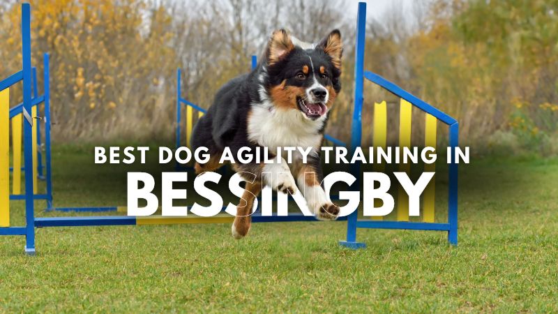 Best Dog Agility Training in Bessingby