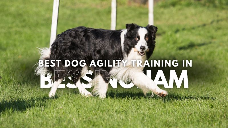 Best Dog Agility Training in Bessingham