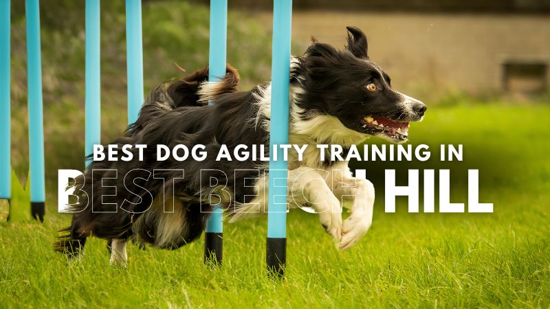 Best Dog Agility Training in Best Beech Hill