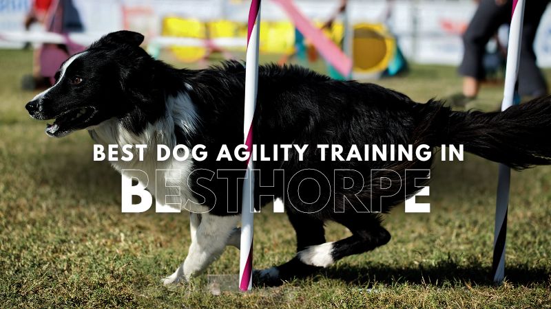 Best Dog Agility Training in Besthorpe