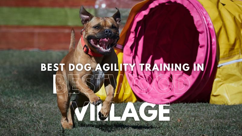 Best Dog Agility Training in Bestwood Village