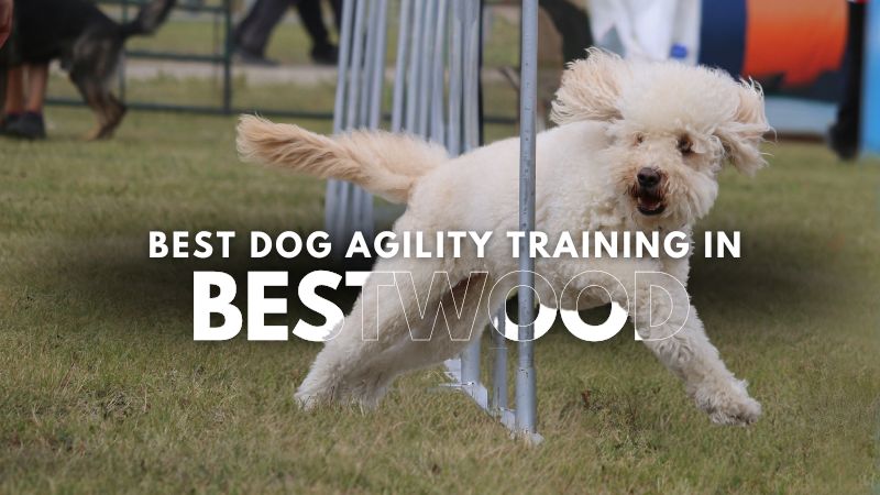 Best Dog Agility Training in Bestwood