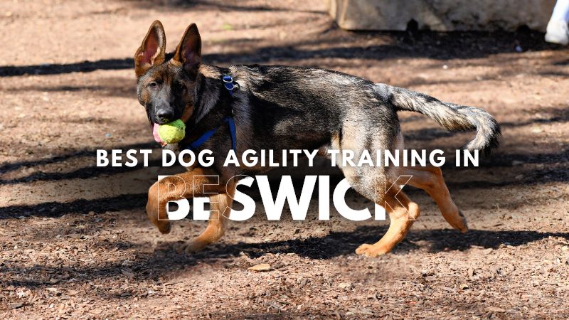 Best Dog Agility Training in Beswick