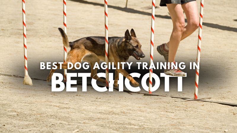 Best Dog Agility Training in Betchcott