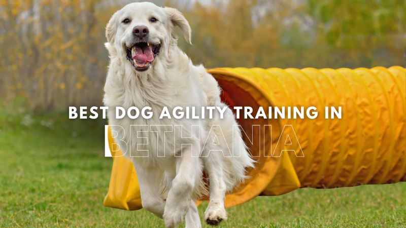 Best Dog Agility Training in Bethania