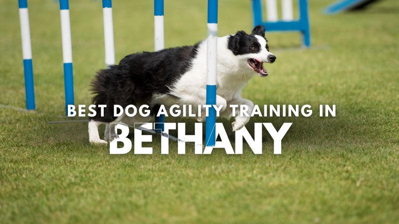 Best Dog Agility Training in Bethany