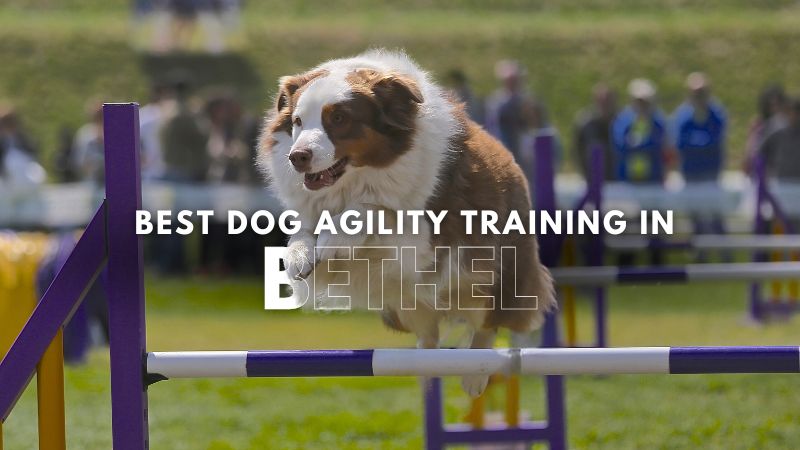 Best Dog Agility Training in Bethel
