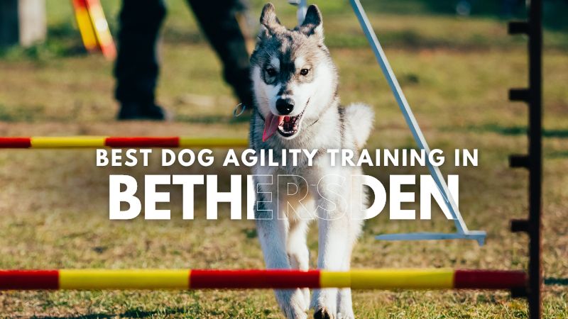 Best Dog Agility Training in Bethersden