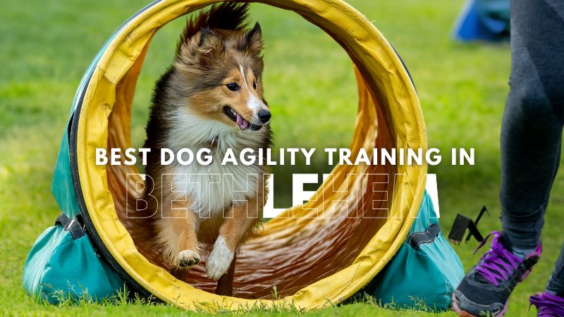 Best Dog Agility Training in Bethlehem