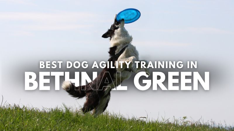 Best Dog Agility Training in Bethnal Green