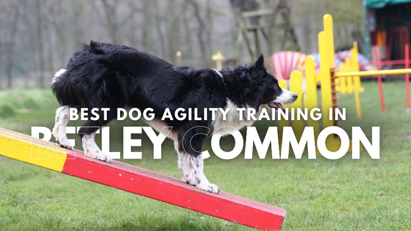 Best Dog Agility Training in Betley Common