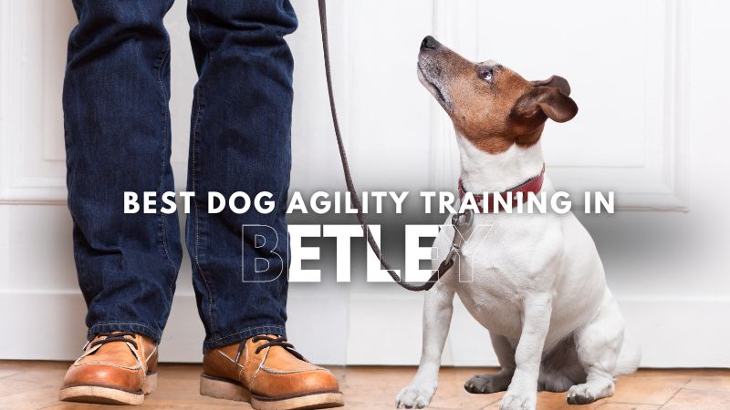Best Dog Agility Training in Betley