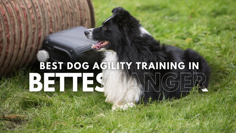 Best Dog Agility Training in Betteshanger
