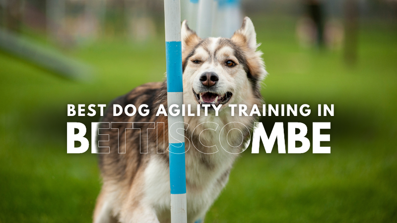 Best Dog Agility Training in Bettiscombe