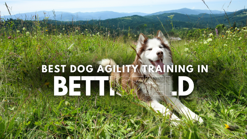 Best Dog Agility Training in Bettisfield