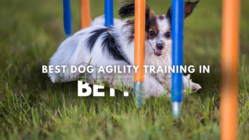 Best Dog Agility Training in Betton