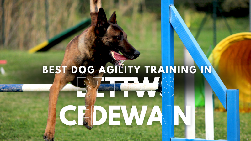 Best Dog Agility Training in Bettws Cedewain