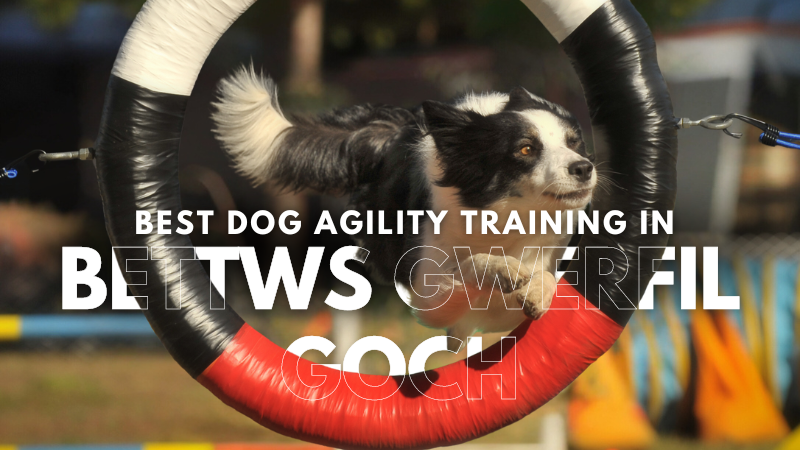 Best Dog Agility Training in Bettws Gwerfil Goch