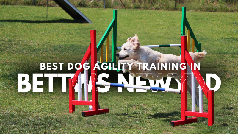 Best Dog Agility Training in Bettws Newydd